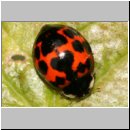 Harmonia axyridis - Asiatischer Marienkaefer 50a.jpg